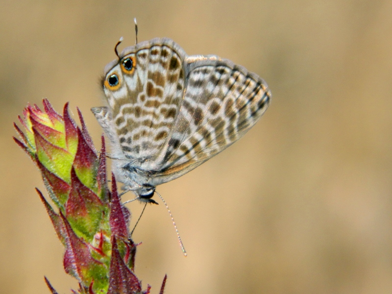 Leptotes pirithous (Linnaeus, 1767)